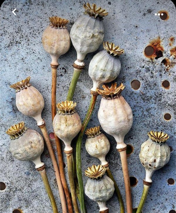 dried poppy pods