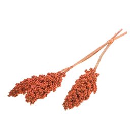 Phalaris-Dyed Spice Approx 4-5 oz - 30" Long By the bunch - 5.45 6 bunches or more 9.95 Very Hardy