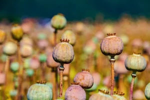 Buy Poppy Pods Online