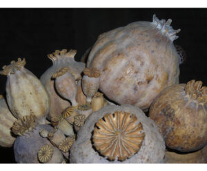 dried poppy pods for sale