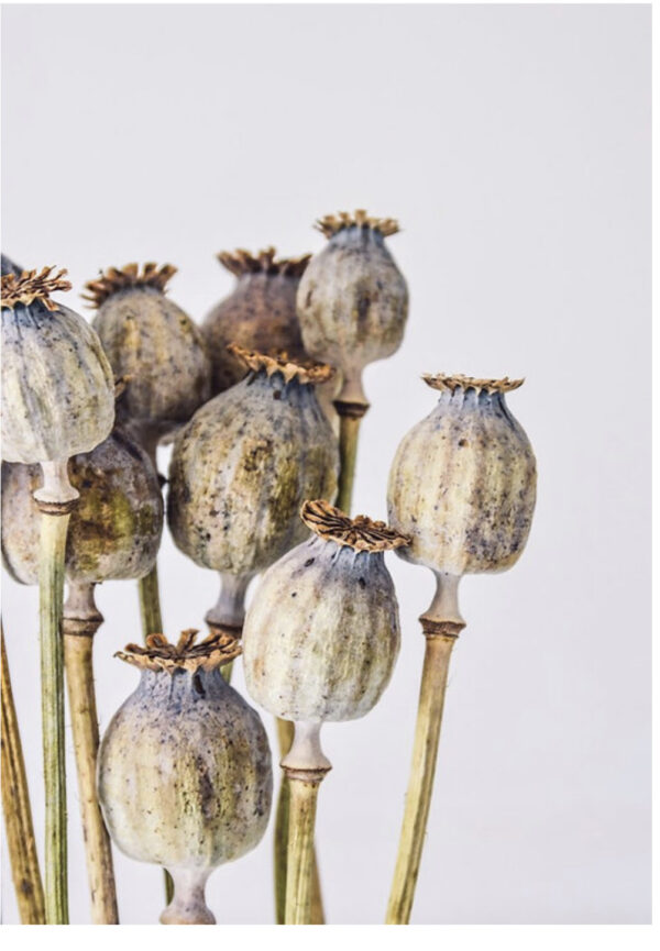 Dried Floral Poppy Pods heads